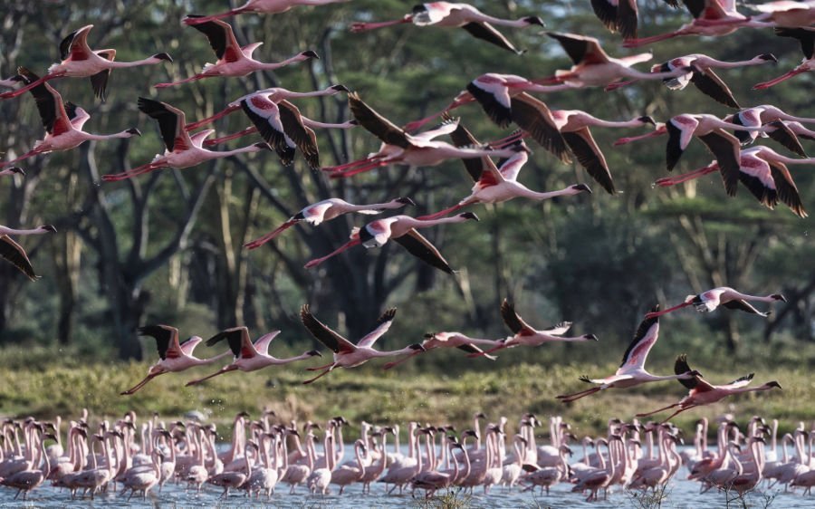 Flamingos at Lake Nakuru National Park