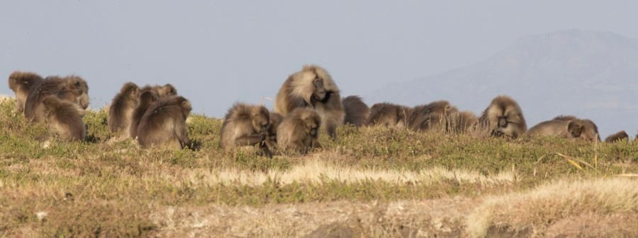Gelada Baboons Simien Mountains National Park by Lip kee Yap