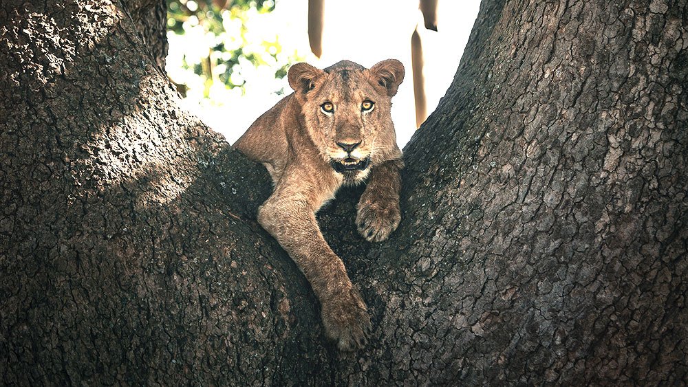 Gorilla and wildlife safari - Lion in Ishasha sector of Queen Elizabeth National Park